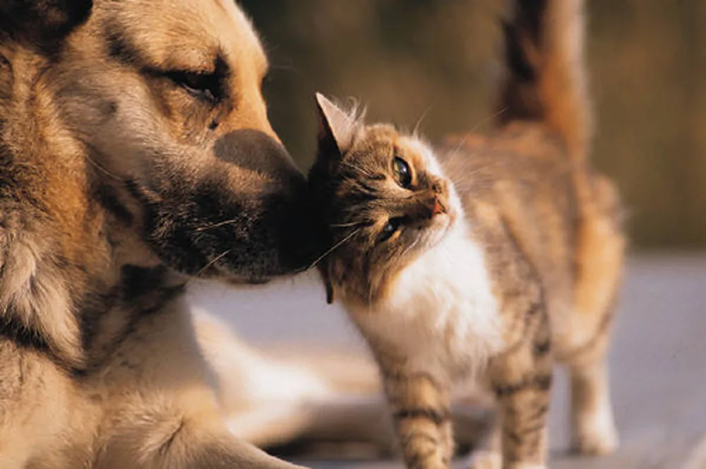 Gatto che gioca con un cane